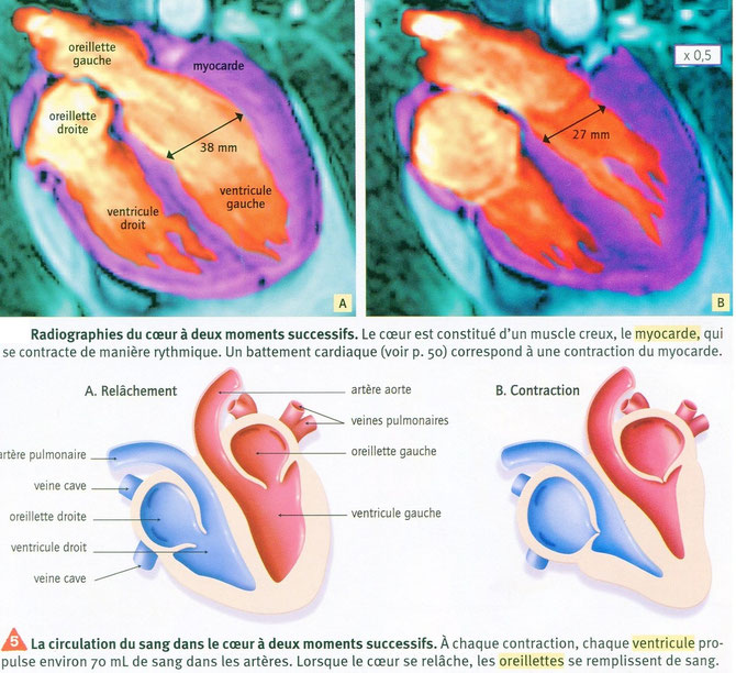 Echographie du coeur entre 2 battements et interprétation.