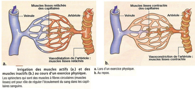 Irrigation des muscles actifs (à gauche) et inactifs (à droite) à l'effort. 