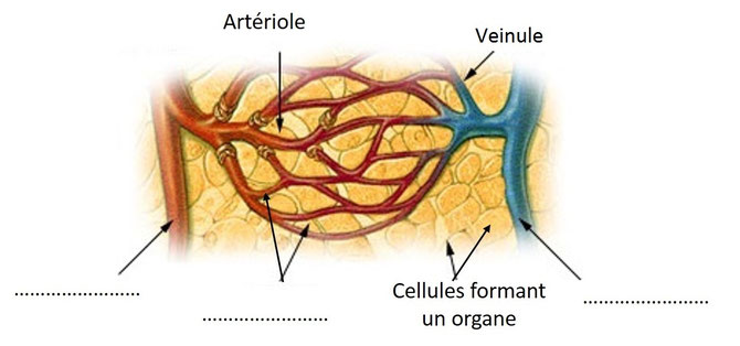 Schéma de la circulation dans une portion d'un muscle à légender