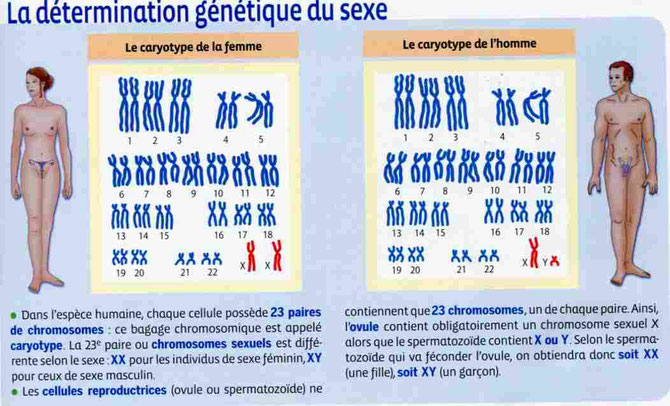 Le sexe génétique est déterminé par la présence de certains gènes sur les chromosomes sexuels (ici en rouge). Les chromosomes XX (= fille) ou XY (= garçon). Source : 