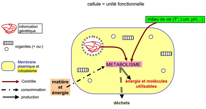 Schéma du métabolisme cellulaire. Source: banque de données SVT.