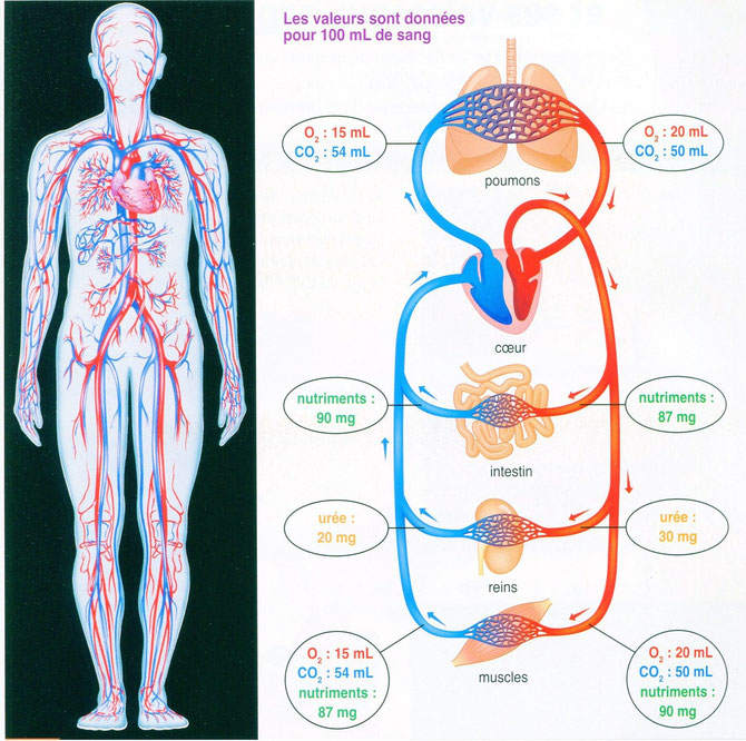 Mesures des quantité de nutriments, urée et volumes de CO2 et O2 dans le sang qui entre et qui sort de différents organes du corps. Sources: BELIN SVT 2008.