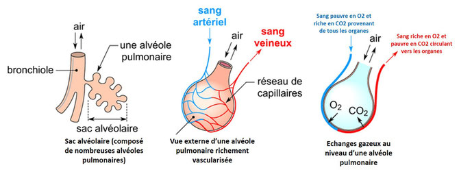 Echanges gazeux respiratoires au niveau des alvéoles pulmonaires. SOurce : modifié de PAP.