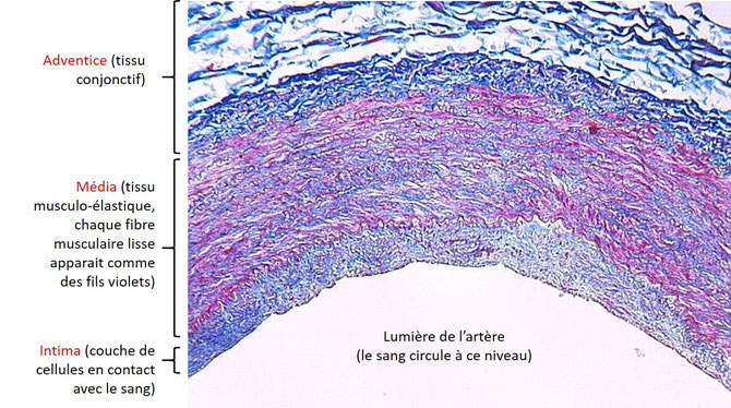 Coupe transversale d'une portion de la paroi d'une artère. Source : M.Clerc.