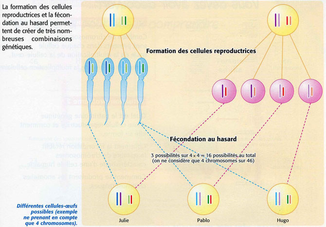 3 exemples de fécondation permettant de créer 3 cellules-oeufs qui donneront Julie, Pablo ou Hugo suivant les gamètes qui se rencontrent. Sources: SVT 3è, De Vecchi p41.