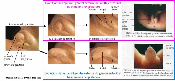 Evolution des appareils reproducteurs du garçon et de la fille de 8 à 14 semaines de gestation. Cliquer sur l'image pour l'agrandir.