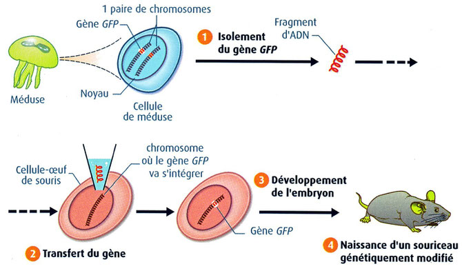 Etapes de la transgénèse entre la méduse et la souris. Source: 