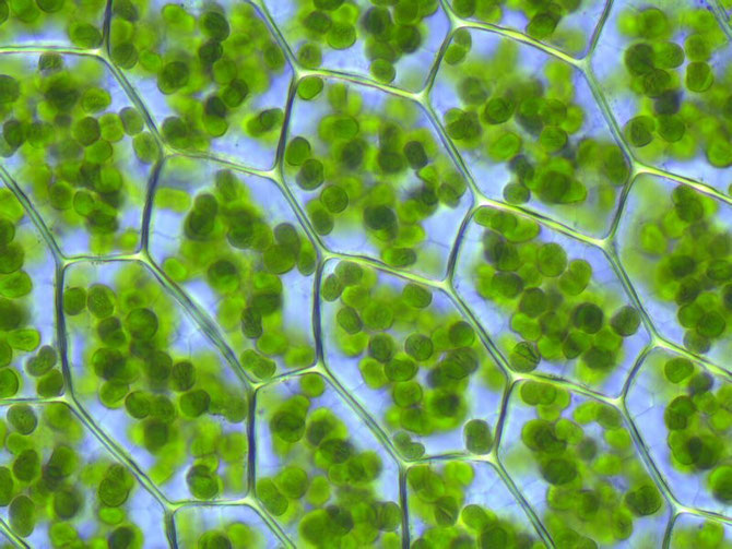 Cellules de géranium observées au microscope optique. On y voit de très nombreux organites verts : les chloroplastes. Sources: wikipédia.