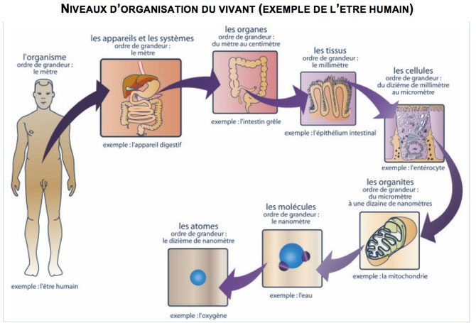 Les niveaux d'organisation du vivant. Source: espace numérique de l'enseignement catholique.