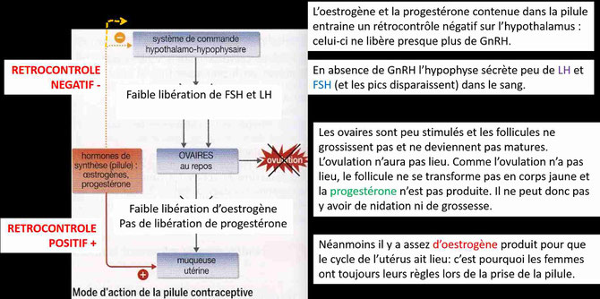 Schéma-bilan du mode d'action de la pilule. Les couleurs correspondent aux graphiques précédents. Modifié d'internet.