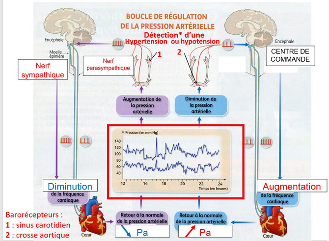 Schéma-bilan de la régulation de la pression artérielle. 