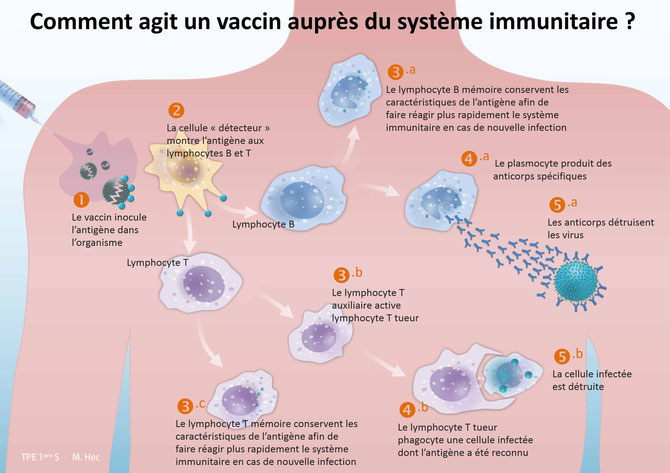 Comment agit un vaccin ? Source: http://www.notre-tpe.fr/?page_id=114