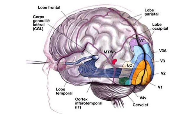 Les différentes aires visuelles (V1...) et l'anatomie simplifiée de l'encéphale humain. Source : http://raymond.rodriguez1.free.fr