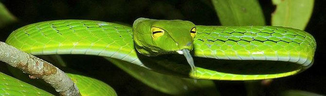 von Bernard DUPONT from FRANCE (Oriental Vine Snake (Ahaetulla prasina)) [CC BY-SA 2.0 (http://creativecommons.org/licenses/by-sa/2.0)], via Wikimedia Commons