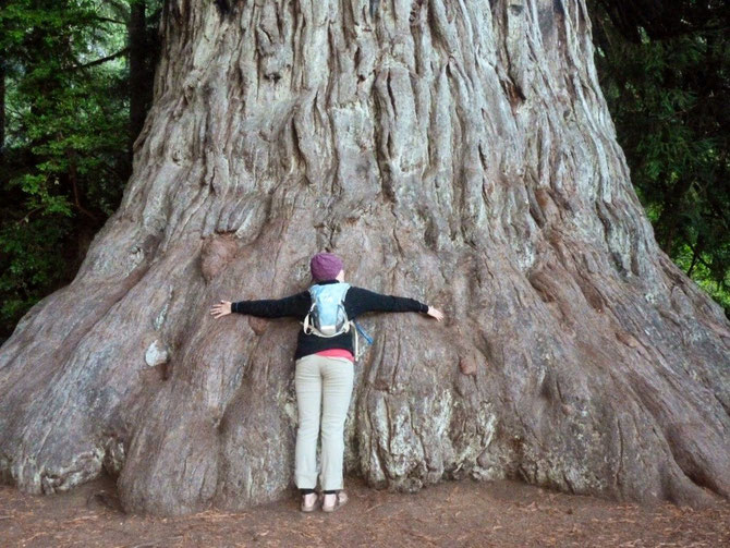 It's big...I'm talking about the tree