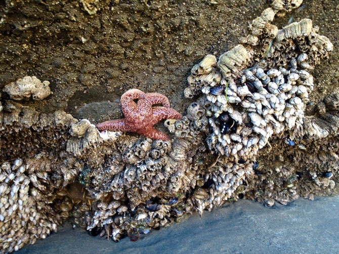 Cool finds on the beach!
