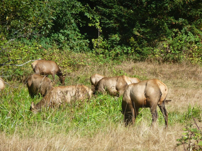 They call it Elk Prairie for a reason