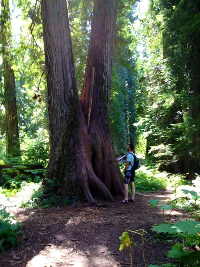 Jay contemplating this particular tree growth...
