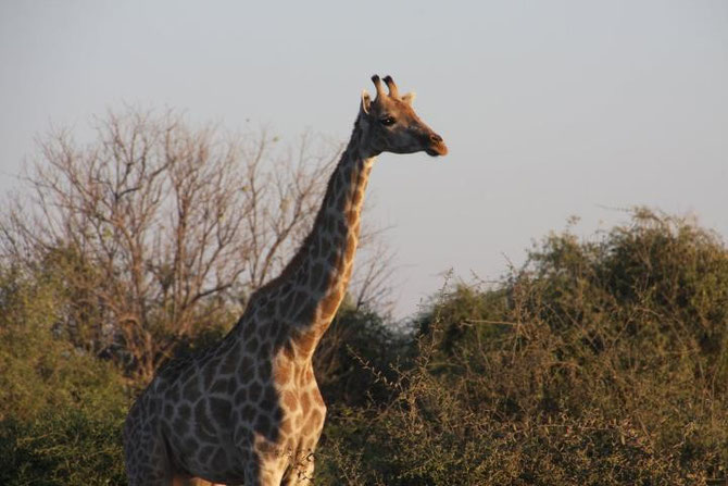 ボツワナの国立公園にいるキリン