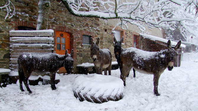 Winter 2016 - hinter dem Haus