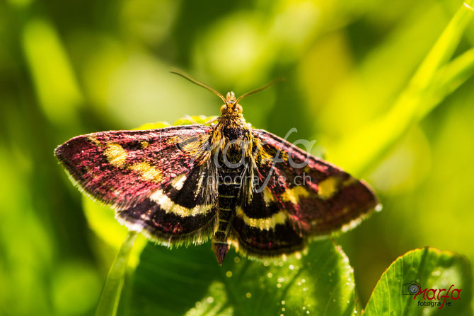 Schmetterling