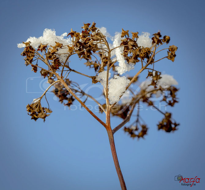 Blumen mit Schnee