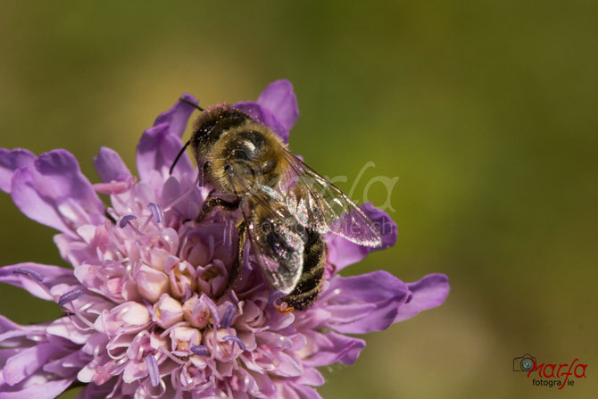 Makro Insekten Bienen Fotografie 