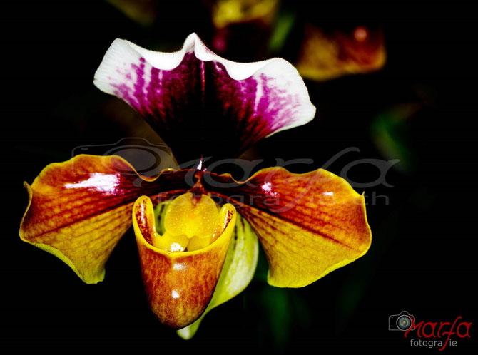 orchideen frauenschuh