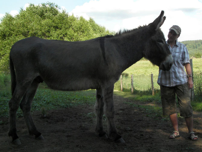 Beispiel Großesel - 156 cm