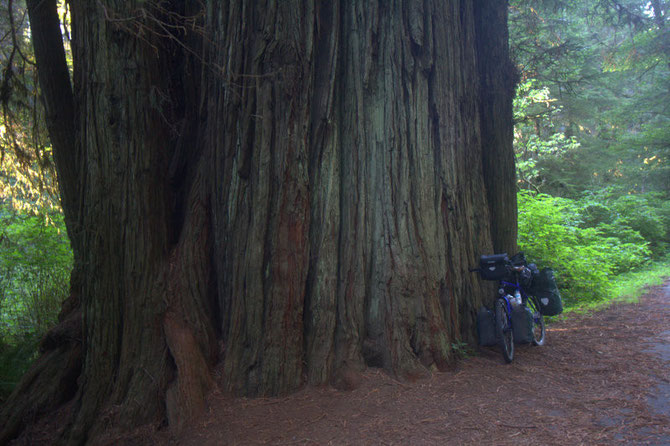 Bei den Redwoods