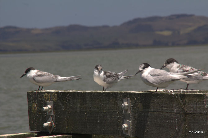 "White Fronted Terns"