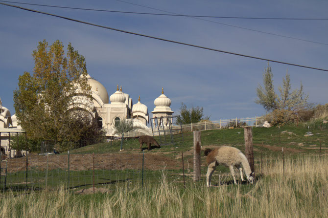 Tempel mit Alpaca