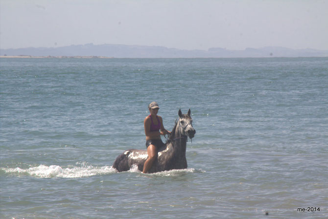 Pferdebad im Meer