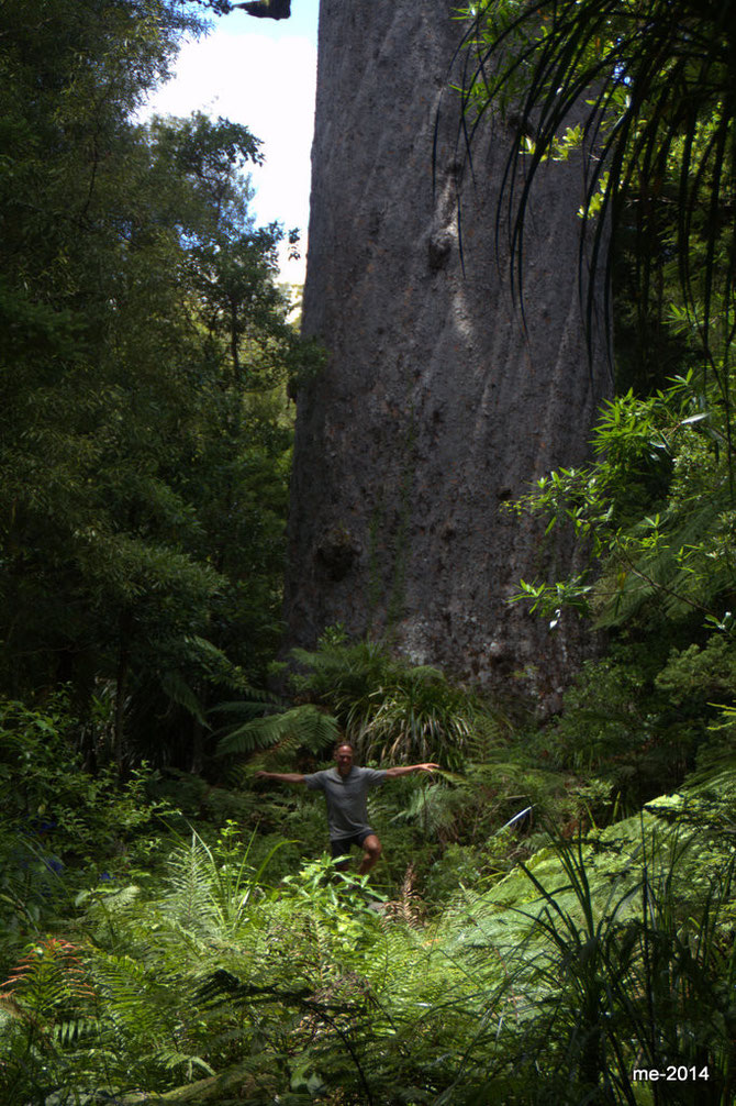 "Tane Mahuta" - der weltgrößte Kauribaum (Ich stehe etwa zehn Meter vor dem Stamm)