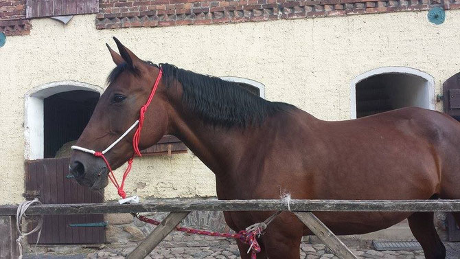 Knotenhalfter in rot mit weißer Umwickelung