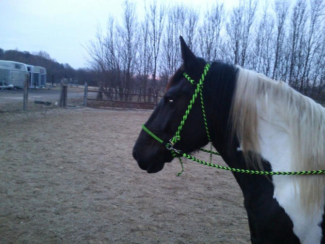 Gebisslose Trense (Sidepull) mit passenden Zügeln in neongrün,schwarz