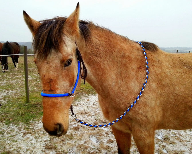 Reitknotenhalfter mit Führstrick