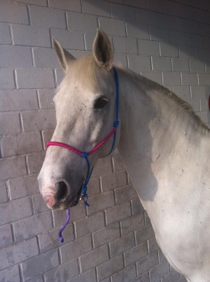 Knotenhalfter mit Umwickelung in pink