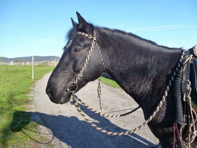Flechttrense mit passenden Zügeln in beige,schwarz