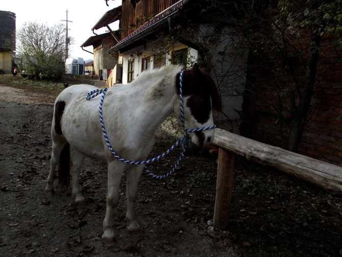 Flechtzügel mit passendem Halsriemen zum Halfter umgebaut aus Polypropylen in blau,weiß
