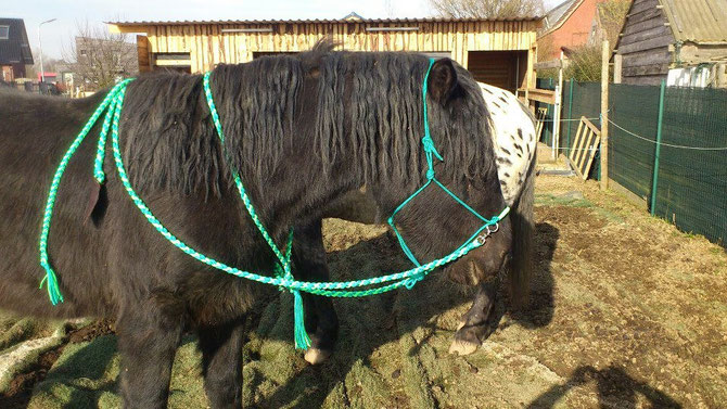 Reitknotenhalfter ,grasgrün,neongrün umwickelt mit passenden Westernzügel