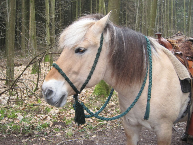 Halsriemen in Wolle zum Halfter umgebaut beim Wanderreiten mit passenden Zügeln ! die ideale Lösung beim Wanderreiten !