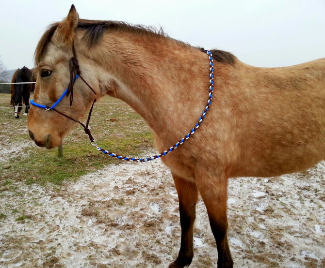 Reitknoti braun mit Führstrick braun,weiß,blau
