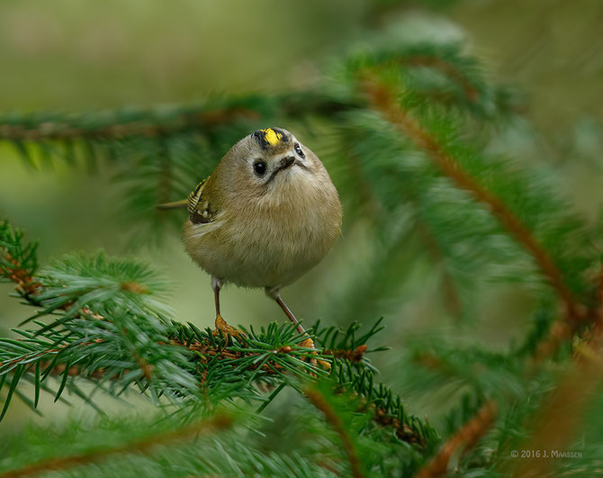 Het goudhaantje - Goldcrest.