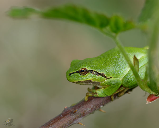 De boomkikker - European treefrog.