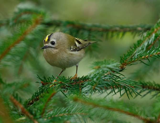 Goudhaan - Goldcrest.