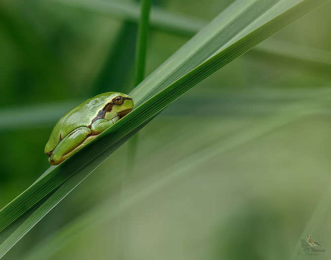 Boomkikker - European treefrog.