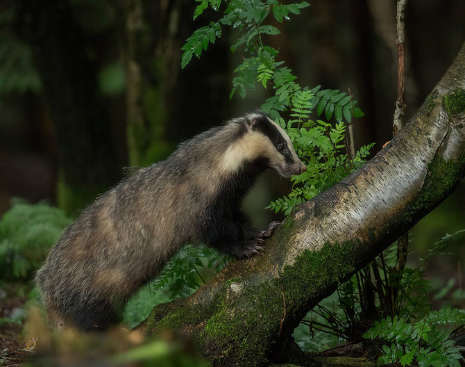 Das - European badger.