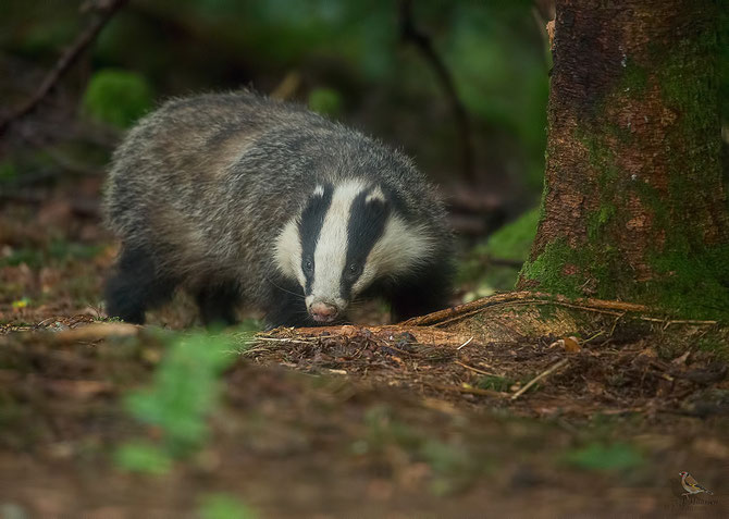 Das - European badger.