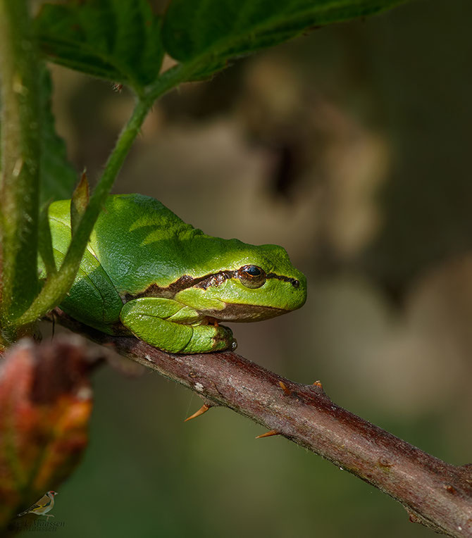 Boomkikker - European treefrog.